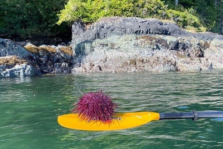 Telegraph Cove Guided Kayak Tour: 2-Hour Paddle Through Johnstone Strait photo 3