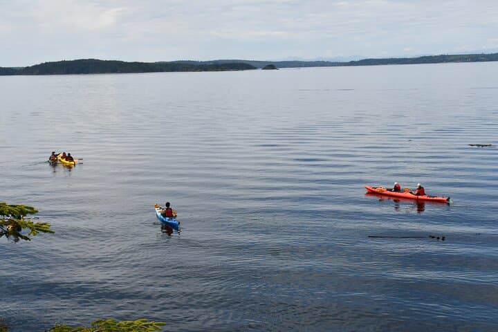 Telegraph Cove Guided Kayak Tour: 2-Hour Paddle Through Johnstone Strait photo 4