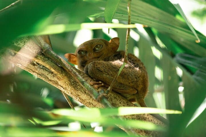 Bohol Countryside Tour: Chocolate Hills, Tarsier Sanctuary & Loboc River Cruise photo 2