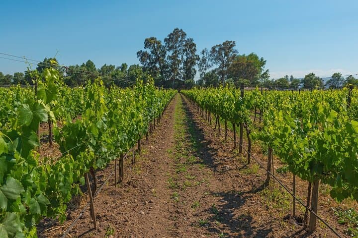 Private Day Trip from Santiago to Valparaíso and Casablanca Wine Valley photo 2
