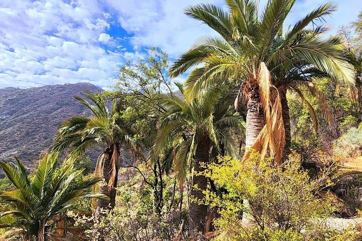 Private Day Trip to La Campana National Park and Olmué from Santiago photo 2