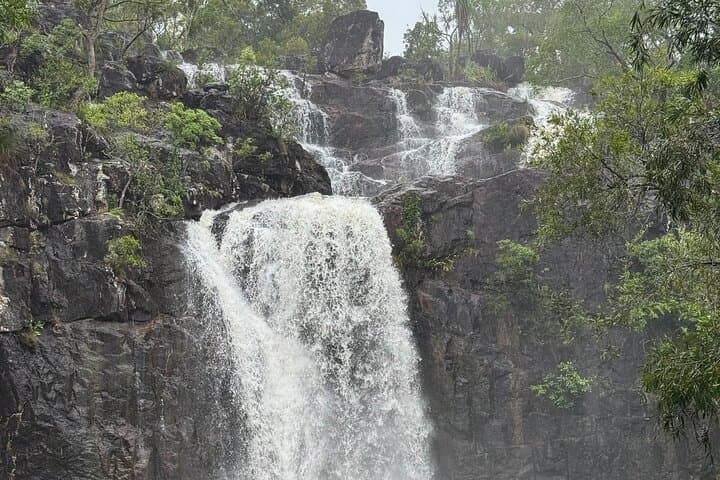 Cedar Creek Express from Airlie Beach — Half-Day Rainforest Walk & Waterhole Swim photo 3
