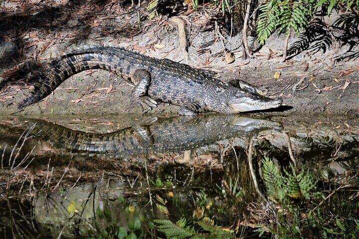 Hartley's Crocodile Adventures Shore Excursion from Cairns — Crocodile Cruise & Wildlife Park photo 3