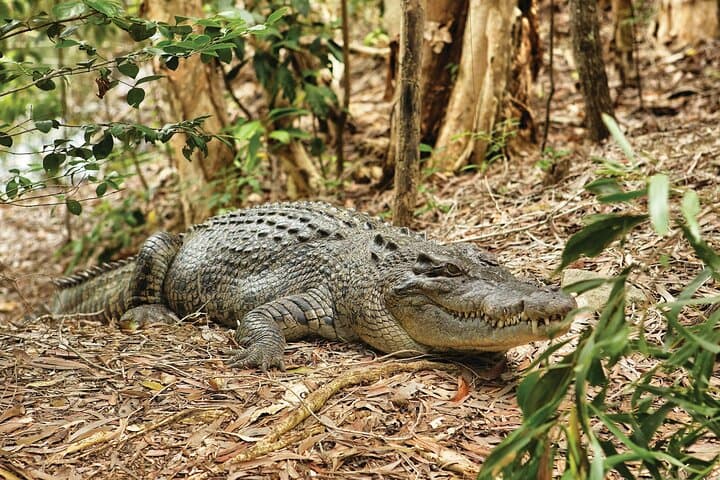 Hartley's Crocodile Adventures Shore Excursion from Cairns — Crocodile Cruise & Wildlife Park photo 4