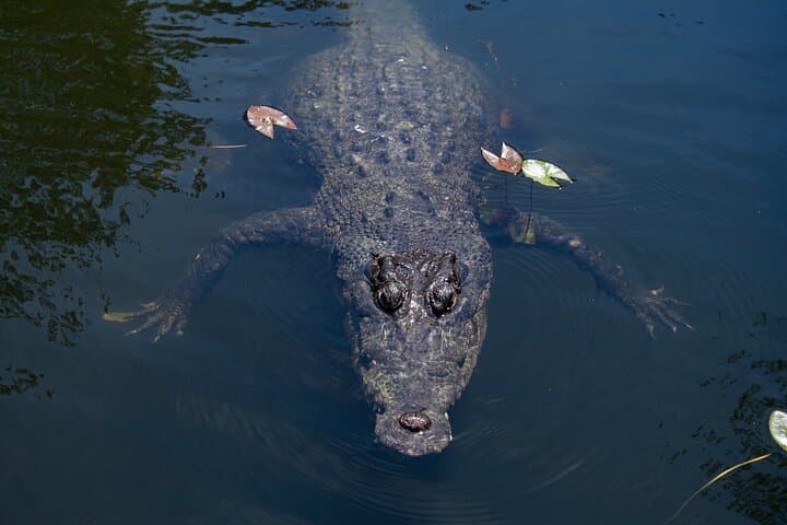 Hartley's Crocodile Adventures Shore Excursion from Cairns — Crocodile Cruise & Wildlife Park photo 5