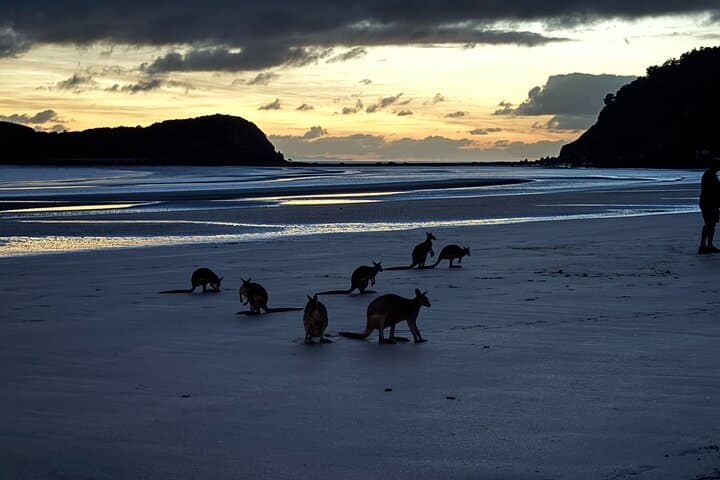 Dawn Kangaroos at Cape Hillsborough — Airlie Beach Sunrise Wildlife Tour
