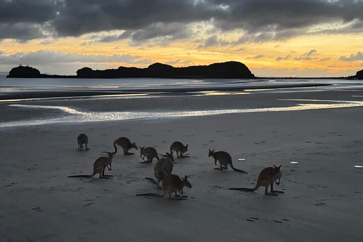 Dawn Kangaroos at Cape Hillsborough — Airlie Beach Sunrise Wildlife Tour photo 2