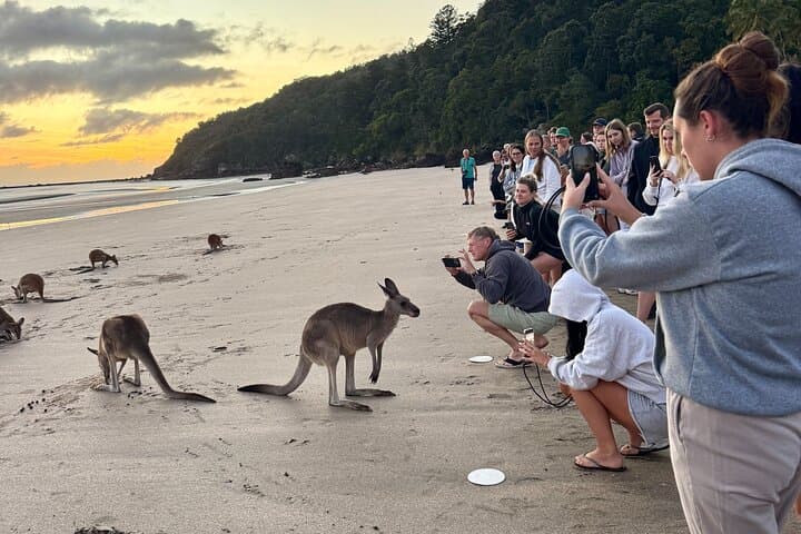 Dawn Kangaroos at Cape Hillsborough — Airlie Beach Sunrise Wildlife Tour photo 4