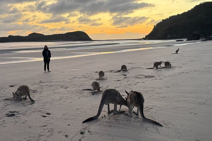 Dawn Kangaroos at Cape Hillsborough — Airlie Beach Sunrise Wildlife Tour photo 5