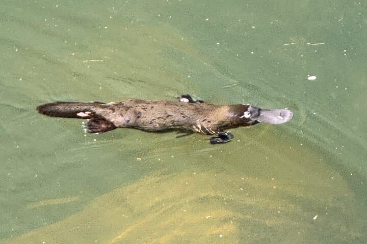 Eungella Platypus Encounter from Airlie Beach — Broken River Day Tour