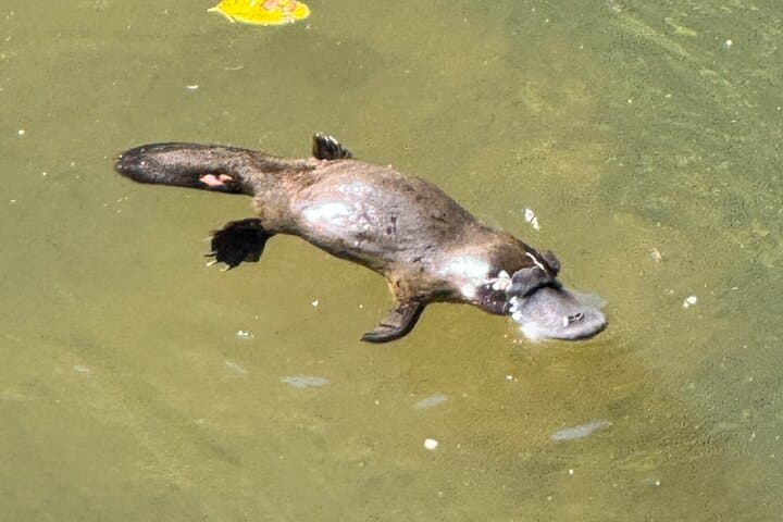 Eungella Platypus Encounter from Airlie Beach — Broken River Day Tour photo 2