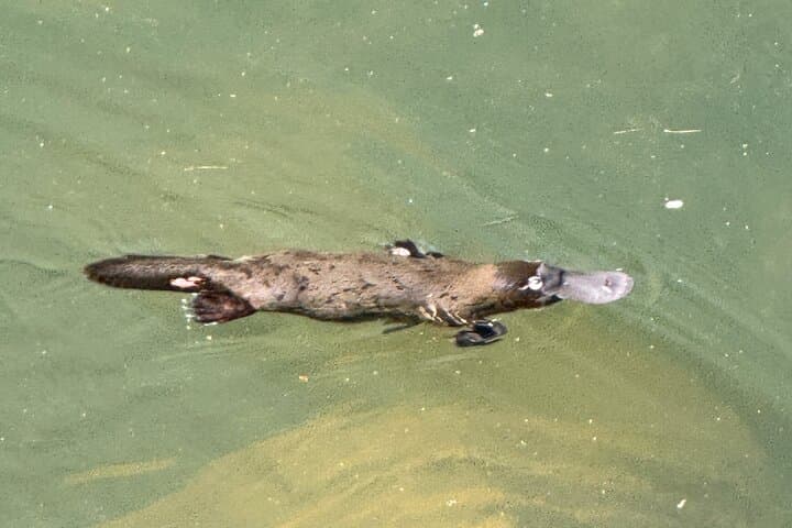 Eungella Platypus Encounter from Airlie Beach — Broken River Day Tour photo 3