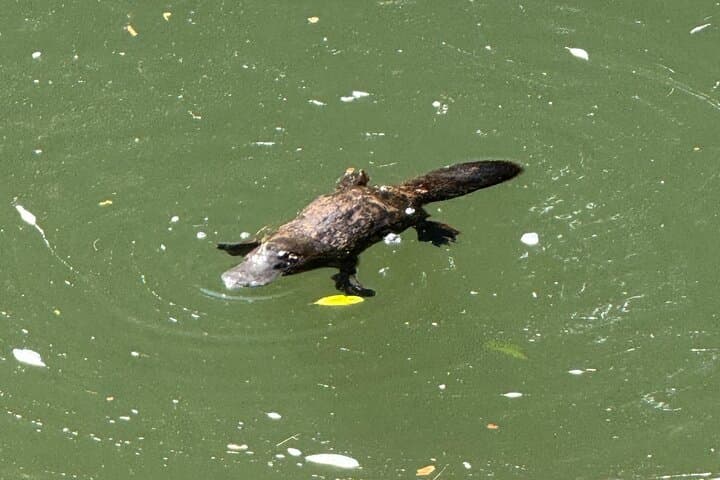 Eungella Platypus Encounter from Airlie Beach — Broken River Day Tour photo 4