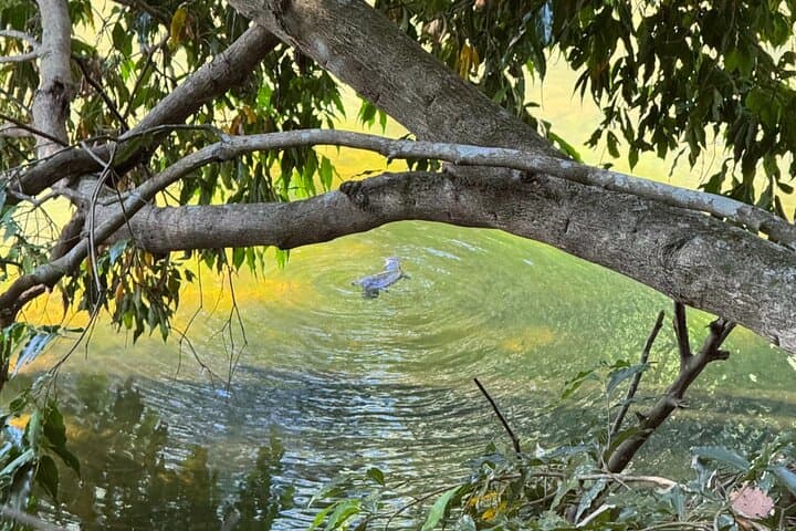 Eungella Platypus Encounter from Airlie Beach — Broken River Day Tour photo 5