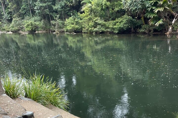 Eungella Platypus Encounter from Airlie Beach — Broken River Day Tour photo 6