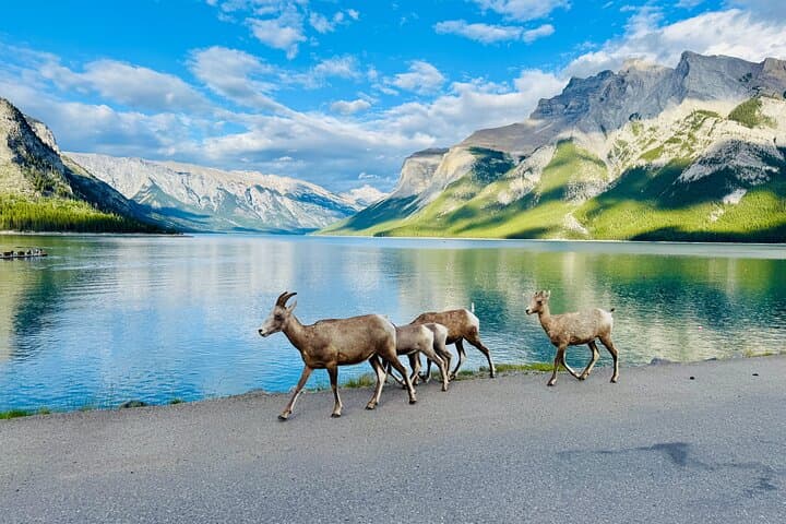 Best of Banff Private Tour: 3-Hour Signature Scenic Experience photo 3