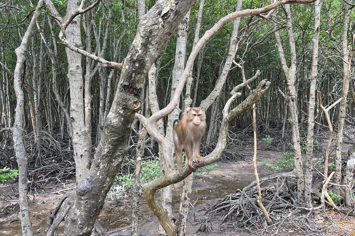 Can Gio Mangrove Forest Day Trip from Ho Chi Minh City photo 3