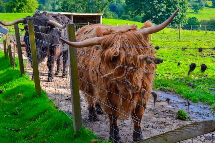 Loch Ness & Scottish Highlands Day Trip from Edinburgh (Spanish Guide) photo 2
