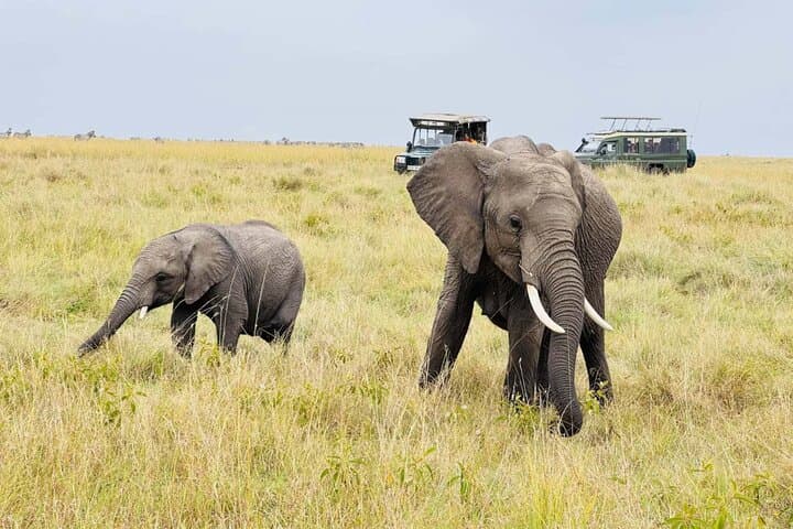Amboseli 2-Day Safari: Elephants, Swamps and Kilimanjaro Views photo 2