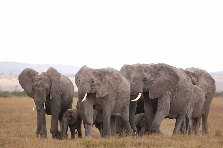 Amboseli 2-Day Safari: Elephants, Swamps and Kilimanjaro Views