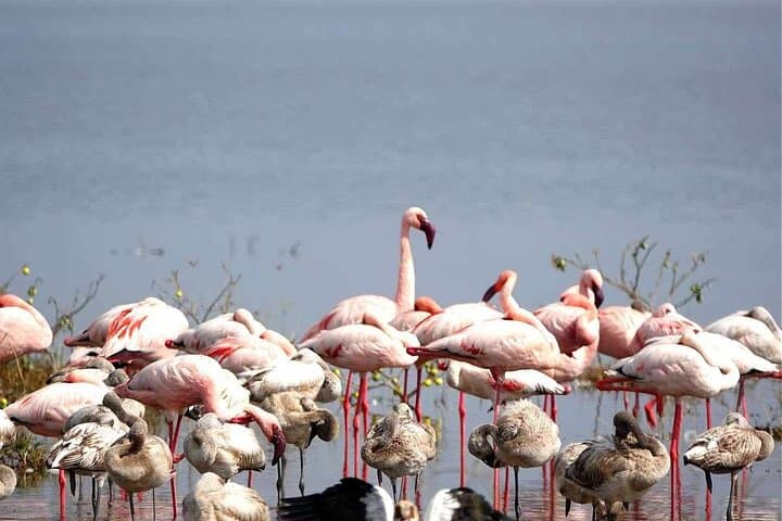 Amboseli 2-Day Safari: Elephants, Swamps and Kilimanjaro Views photo 4