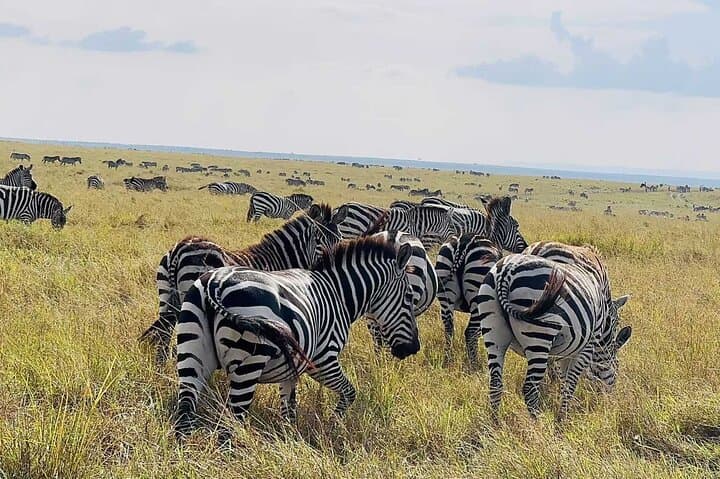 Amboseli 2-Day Safari: Elephants, Swamps and Kilimanjaro Views photo 5