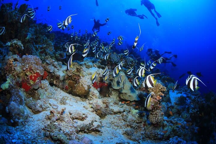 Red Sea 10-Dive Package: Boat & Shore Diving in Sharm el Sheikh photo 4