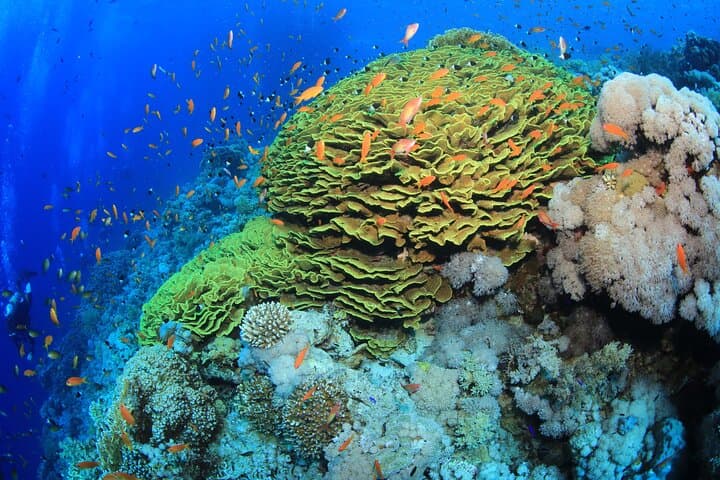 6 Dives in the Red Sea — Boat or Shore Package from Sharm el-Sheikh photo 2