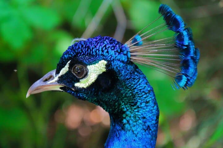 Skip the Line at Prague Zoo: Audio Guide & Private Transfer for a Smooth Wildlife Day photo 3