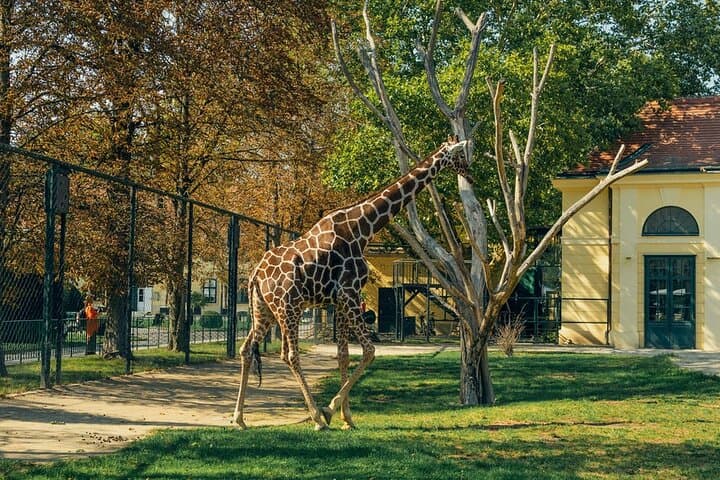 Skip the Line at Prague Zoo: Audio Guide & Private Transfer for a Smooth Wildlife Day photo 2