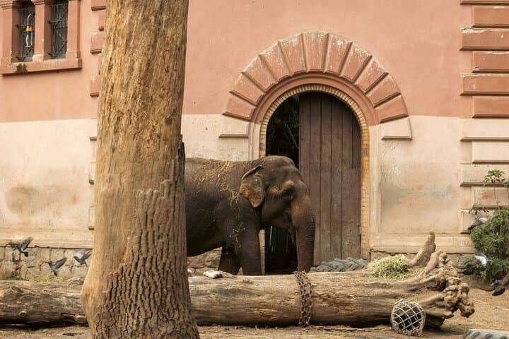 Skip the Line at Prague Zoo: Audio Guide & Private Transfer for a Smooth Wildlife Day photo 4