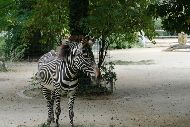 Skip the Line at Prague Zoo: Audio Guide & Private Transfer for a Smooth Wildlife Day