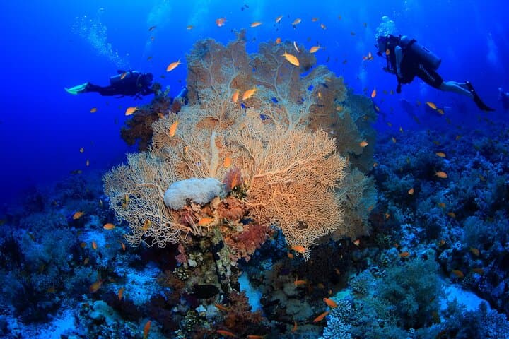 Red Sea 8-Dive Package: Boat & Shore Dives from Sharm El Sheikh photo 2