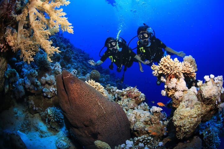 Red Sea 8-Dive Package: Boat & Shore Dives from Sharm El Sheikh photo 4