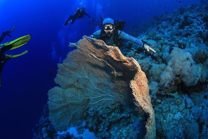 Red Sea 8-Dive Package: Boat & Shore Dives from Sharm El Sheikh photo 5