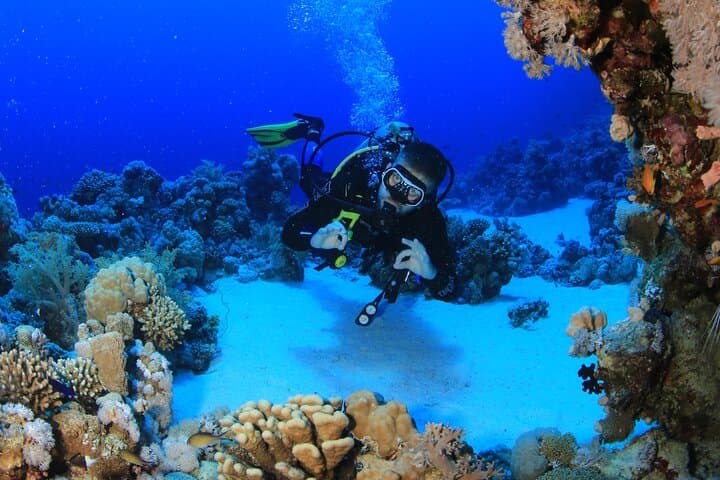 6 Dives in the Red Sea — Boat or Shore Package from Sharm el-Sheikh