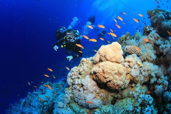 6 Dives in the Red Sea — Boat or Shore Package from Sharm el-Sheikh photo 3