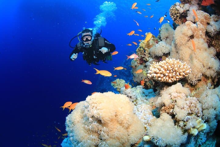 6 Dives in the Red Sea — Boat or Shore Package from Sharm el-Sheikh photo 4