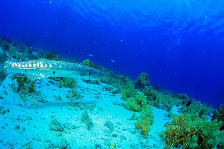 6 Dives in the Red Sea — Boat or Shore Package from Sharm el-Sheikh photo 6
