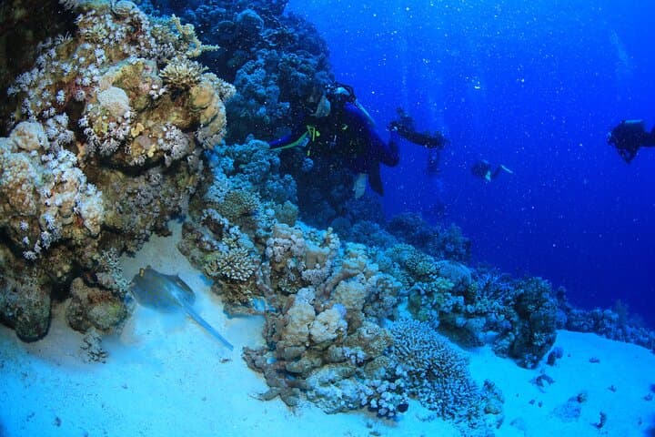 Red Sea 3-Dive Package: Boat or Shore Dives in Sharm el Sheikh