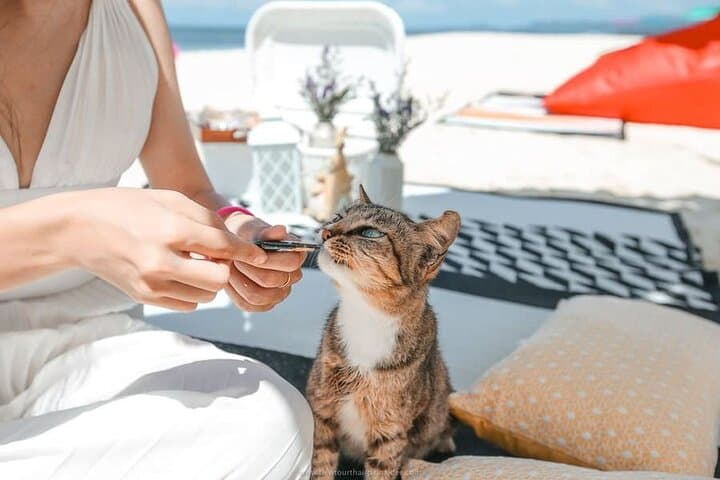 Khai Islands Speedboat Adventure: Full-Day Snorkel, Beaches & Island Cats photo 4