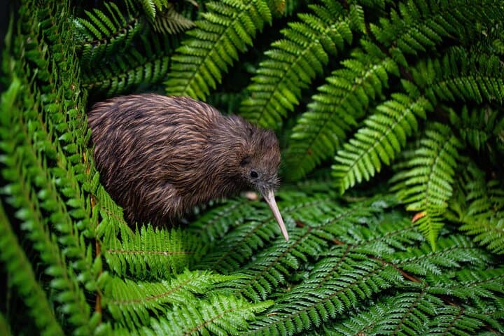 Hobbiton, Waitomo Caves & Kiwi House Day Trip from Auckland — Glowworms, Kiwi Encounters and Movie-Set Tours