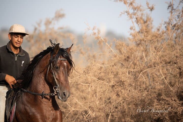 Essaouira 2-Hour Horseback Ride: Dunes, Beach Gallops & Ocean Views photo 4