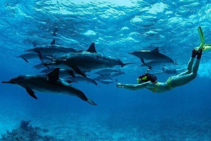 Hurghada Dolphin House: Private Speedboat Snorkel and Parasailing Adventure photo 6