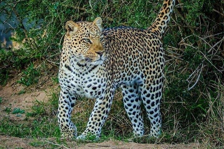 Island to Savannah: 3-Day Mikumi Safari from Zanzibar photo 1