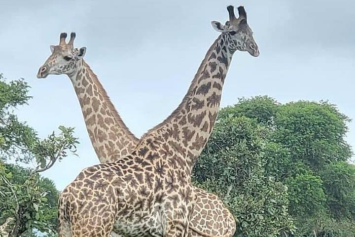 Island to Savannah: 3-Day Mikumi Safari from Zanzibar photo 2