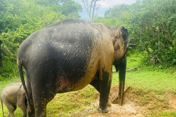 Yala Safari Day Tour: Private Jeep Wildlife Experience in Yala National Park photo 2