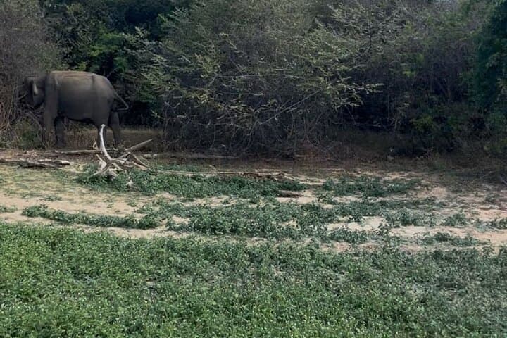 Yala Safari Day Tour: Private Jeep Wildlife Experience in Yala National Park photo 3
