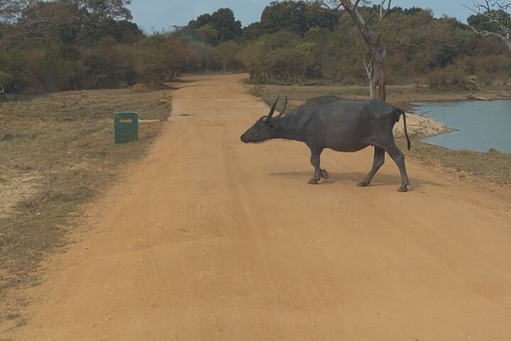 Yala Safari Day Tour: Private Jeep Wildlife Experience in Yala National Park photo 4