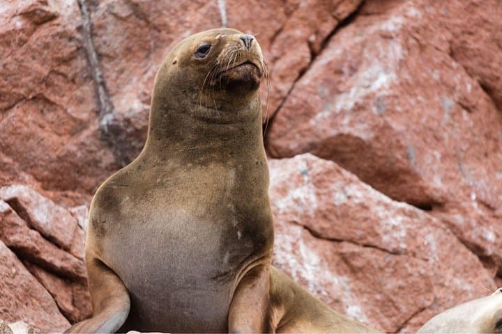 2-Day Paracas & Ica Adventure: Ballestas Islands, Dunes, and Pisco Tasting photo 2